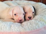 En Iyi Bekçi Köpeği A Secereli Dev Amerikan Bulldog