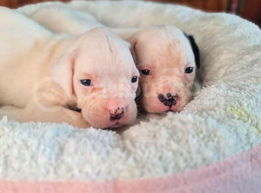 En Iyi Bekçi Köpeği A Secereli Dev Amerikan Bulldog görsel