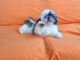 YETİŞTİRİCİSİNDEN SHOW CLASS KALİTE SHIH TZU YAVRULARI