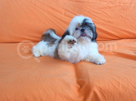 Yeti̇şti̇ri̇ci̇si̇nden Show Class Kali̇te Shih Tzu Yavrulari