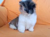 Yeti̇şti̇ri̇ci̇si̇nden Show Class Kali̇te Shih Tzu Yavrulari