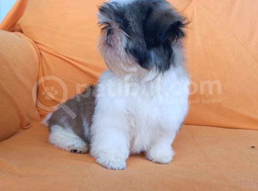 Yeti̇şti̇ri̇ci̇si̇nden Show Class Kali̇te Shih Tzu Yavrulari görsel