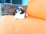 Yeti̇şti̇ri̇ci̇si̇nden Show Class Kali̇te Shih Tzu Yavrulari