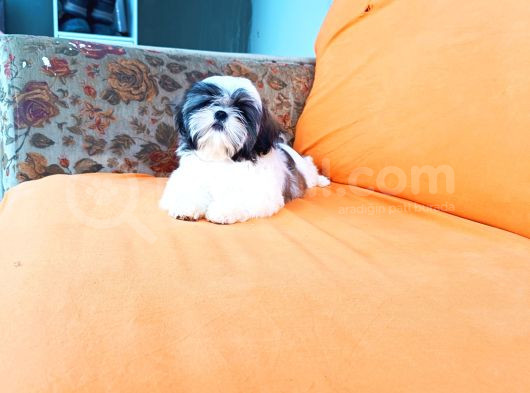 Yeti̇şti̇ri̇ci̇si̇nden Show Class Kali̇te Shih Tzu Yavrulari görsel