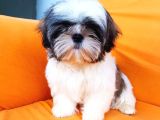 Yeti̇şti̇ri̇ci̇si̇nden Show Class Kali̇te Shih Tzu Yavrulari