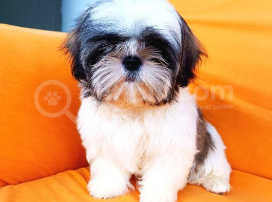 Yeti̇şti̇ri̇ci̇si̇nden Show Class Kali̇te Shih Tzu Yavrulari görsel