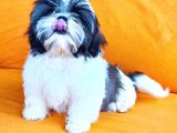 Yeti̇şti̇ri̇ci̇si̇nden Show Class Kali̇te Shih Tzu Yavrulari