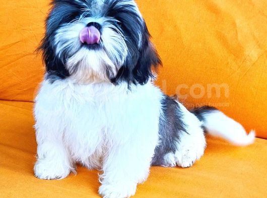 Yeti̇şti̇ri̇ci̇si̇nden Show Class Kali̇te Shih Tzu Yavrulari görsel
