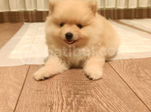 Ayı Surat Ev Üretimi Tuvalet Eğitimli Pomerian Boo görsel