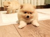 Ayı Surat Ev Üretimi Tuvalet Eğitimli Pomerian Boo