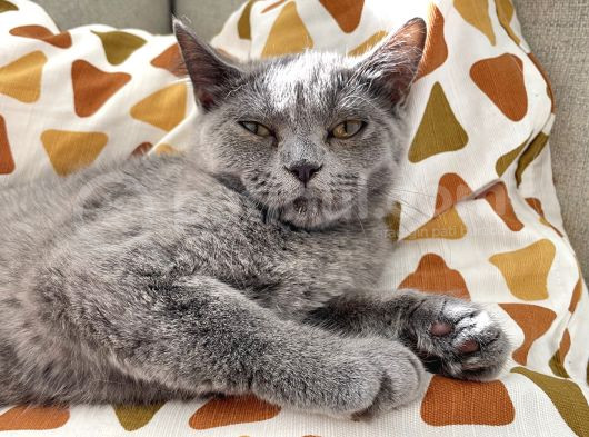 3 Aylık British Shorthair görsel