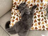3 Aylık British Shorthair