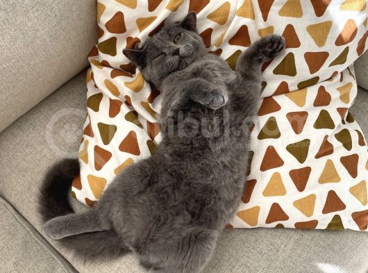3 Aylık British Shorthair