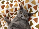 3 Aylık British Shorthair