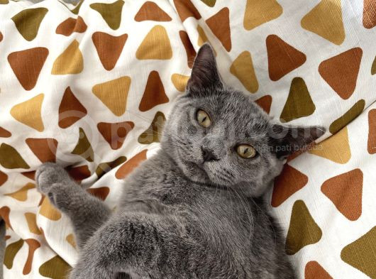 3 Aylık British Shorthair görsel
