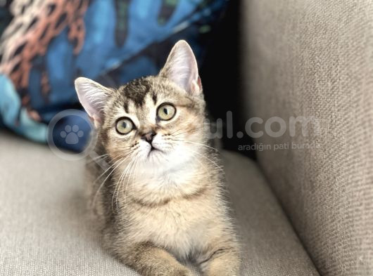 Her İle Gönderi̇m Bri̇ti̇sh Shorthai̇r Golden Black Yavrum görsel