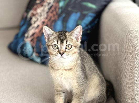 Her İle Gönderi̇m Bri̇ti̇sh Shorthai̇r Golden Black Yavrum