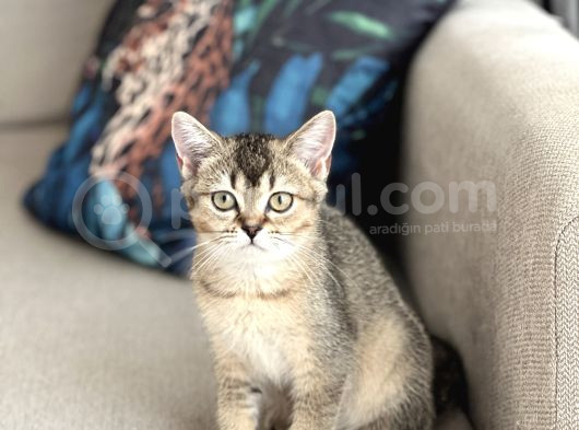 Her İle Gönderi̇m Bri̇ti̇sh Shorthai̇r Golden Black Yavrum görsel