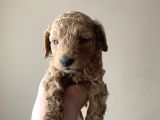 Toy poodle yavruları