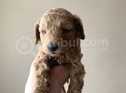 Toy Poodle Yavruları