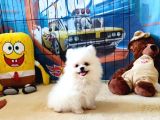 Pomeranian Boo Yavrular
