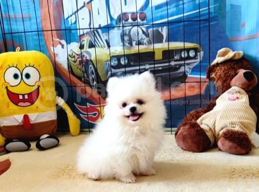 Pomeranian Boo Yavrular görsel