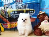 Pomeranian Boo Yavrular
