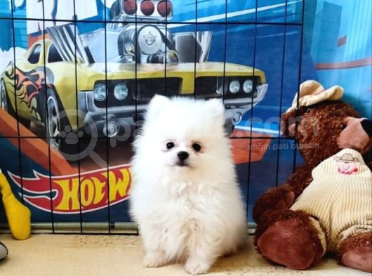 Pomeranian Boo Yavrular görsel