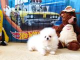Pomeranian Boo Yavrular