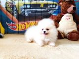 Pomeranian Boo Yavrular