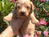 2 Aylık Maltipoo Yavruları