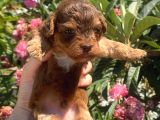 2 Aylık Maltipoo Yavruları