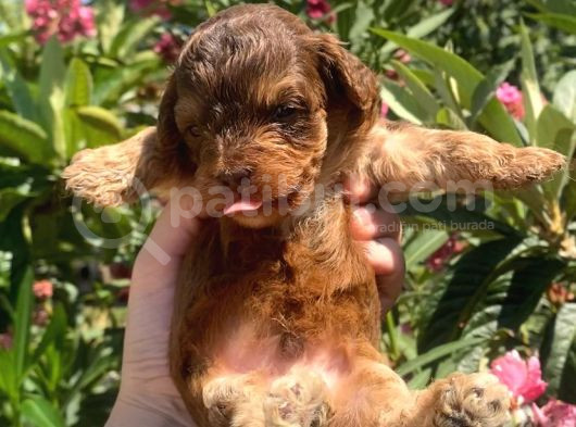 2 Aylık Maltipoo Yavruları görsel
