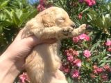 2 Aylık Maltipoo Yavruları