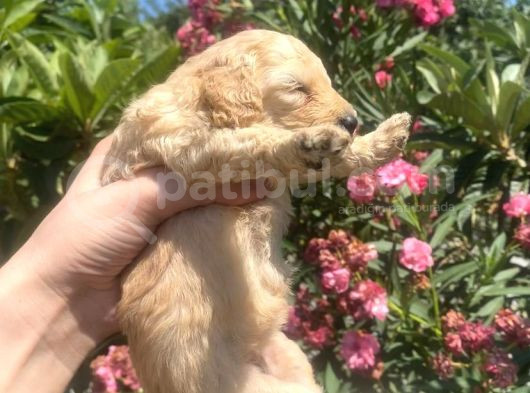 2 Aylık Maltipoo Yavruları görsel