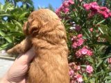 2 Aylık Maltipoo Yavruları