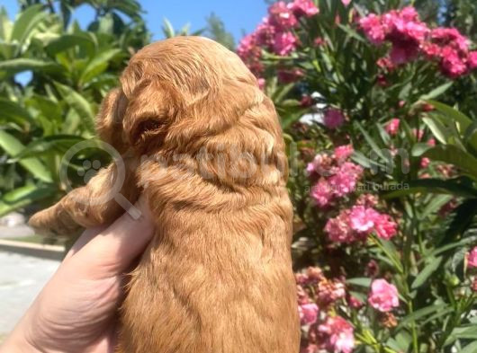 2 Aylık Maltipoo Yavruları görsel