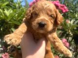 2 aylık maltipoo yavruları