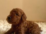 0 Numara Kore Poodle