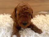 0 Numara Kore Poodle