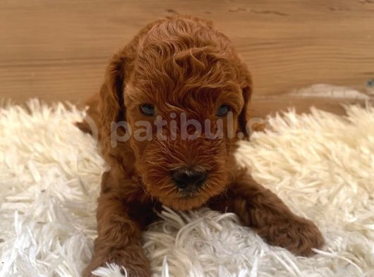 0 Numara Kore Poodle görsel