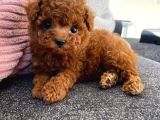 0 Numara Kore Poodle