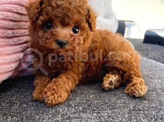 0 Numara Kore Poodle görsel