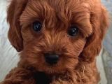 0 numara kore poodle