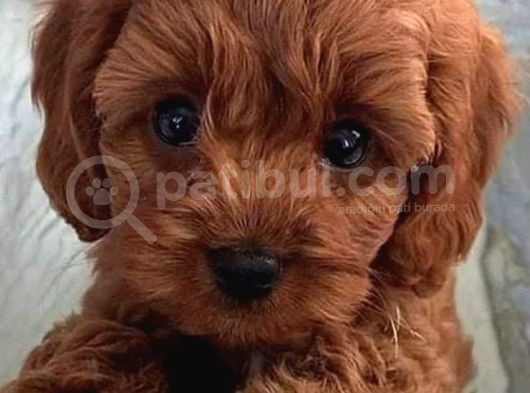 0 Numara Kore Poodle