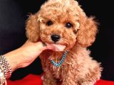 Ori̇ji̇nal Kore Kan Toy Poodle Bebekler