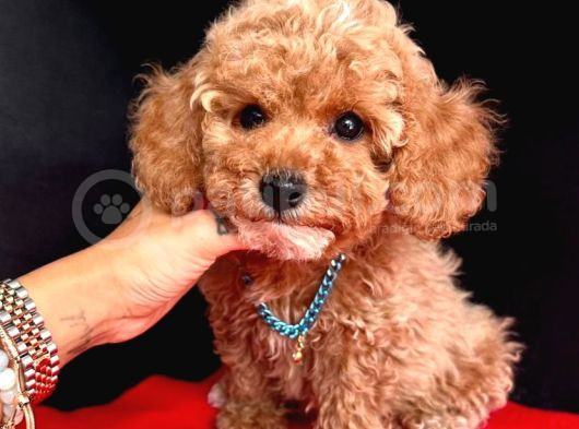 Ori̇ji̇nal Kore Kan Toy Poodle Bebekler görsel