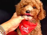 Ori̇ji̇nal Kore Kan Toy Poodle Bebekler
