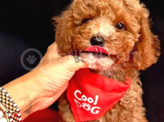 Ori̇ji̇nal Kore Kan Toy Poodle Bebekler görsel