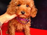 Ori̇ji̇nal Kore Kan Toy Poodle Bebekler